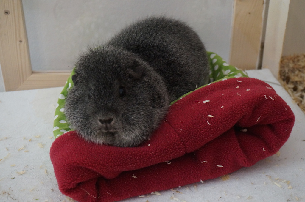 Kuschelschweinchen011