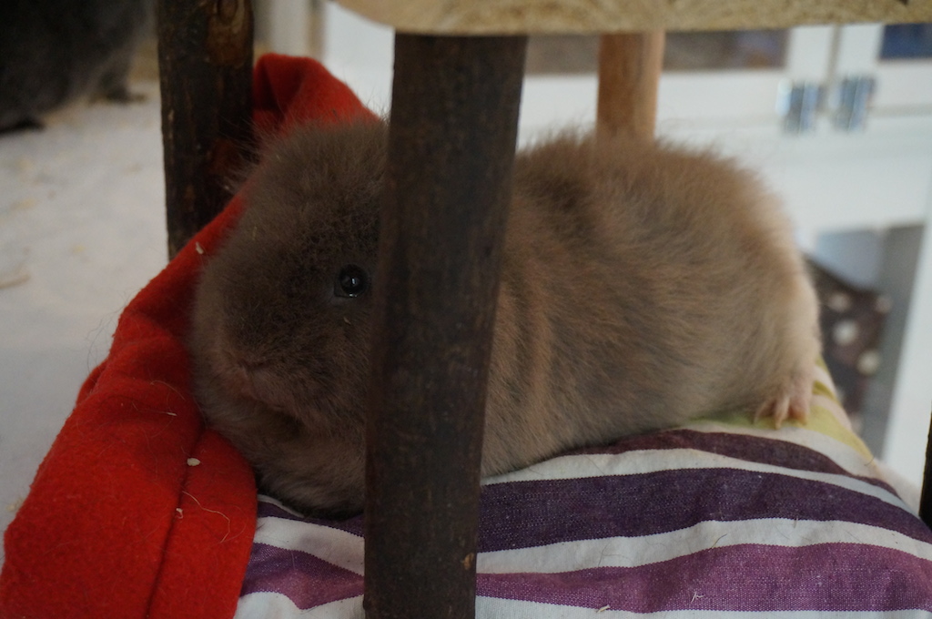 Kuschelschweinchen012