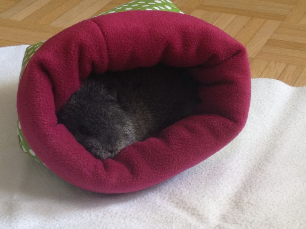 Kuschelschweinchen013