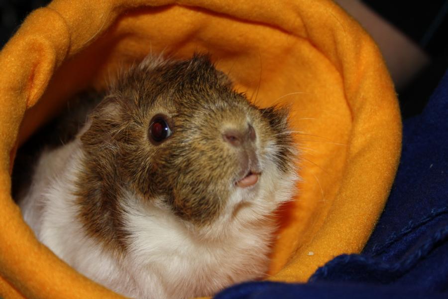 Kuschelschweinchen015