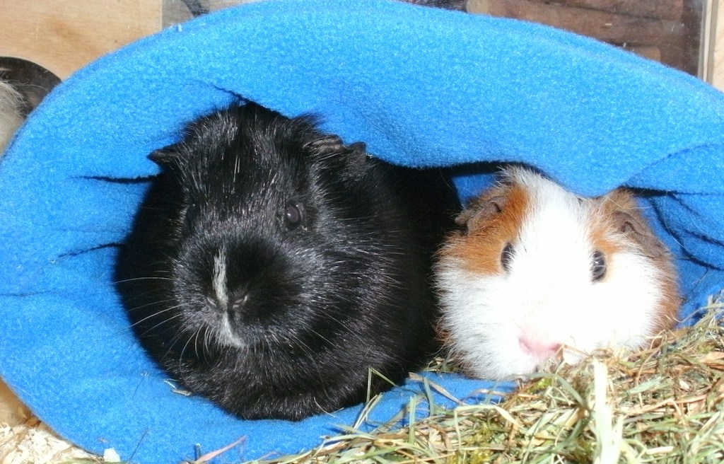 Kuschelschweinchen016