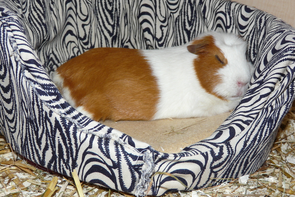 Kuschelschweinchen017