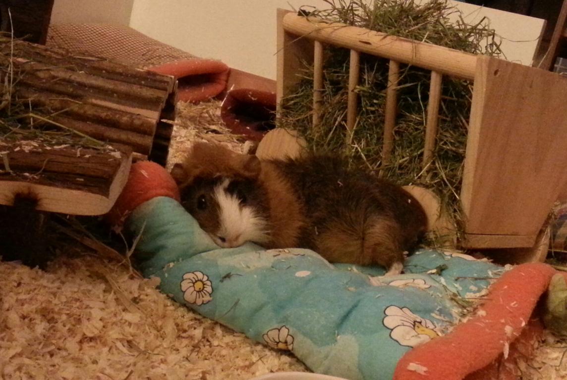 KuschelCosmo