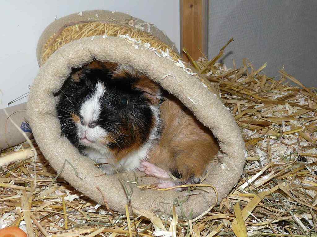 Linus01