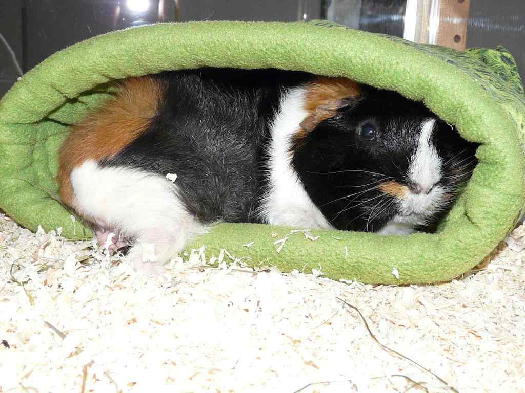 Linus03