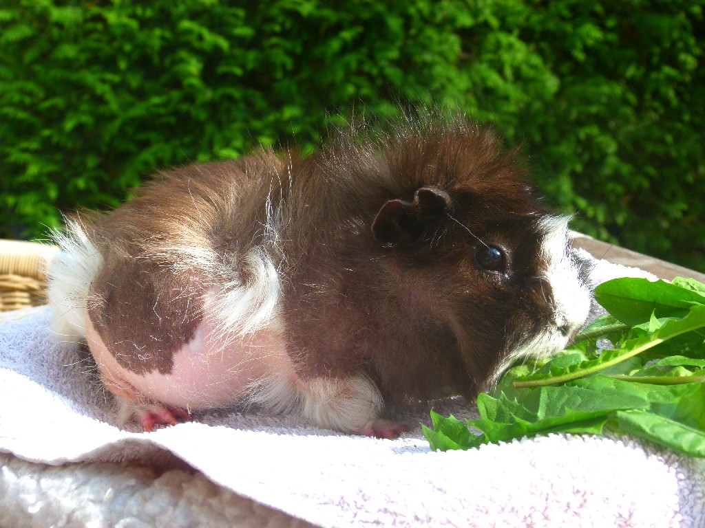Nutmeg01 Nutmeg01