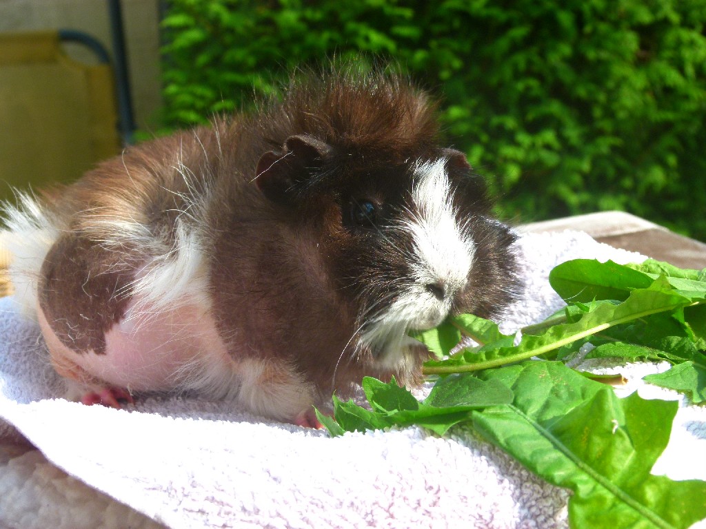 Nutmeg02 Nutmeg02