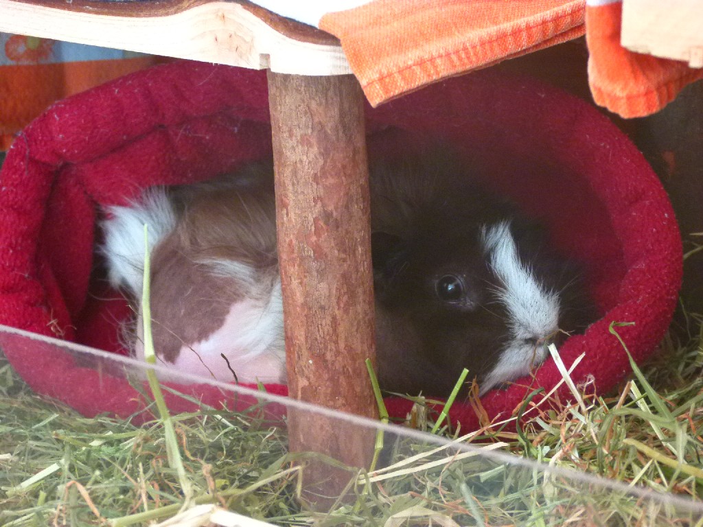 Nutmeg04 Nutmeg04