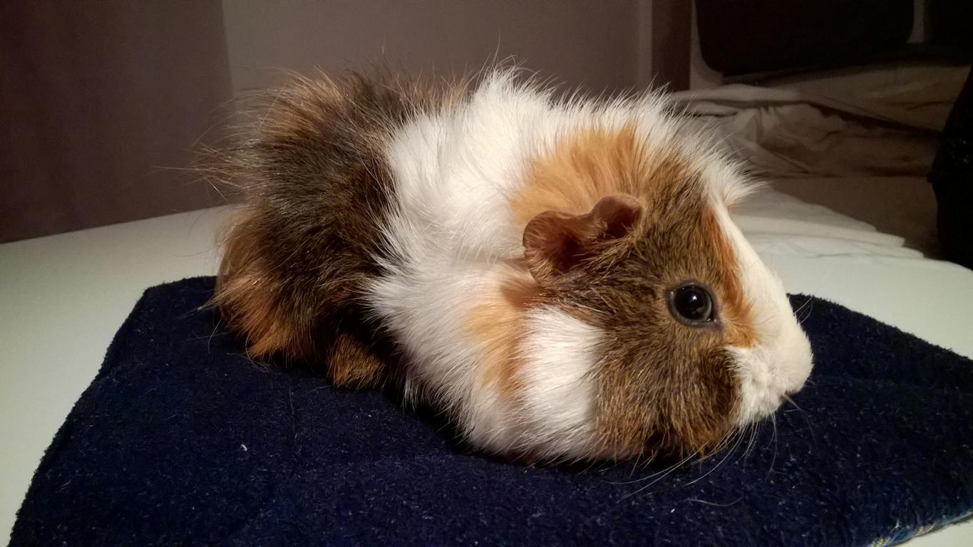 Robbie1