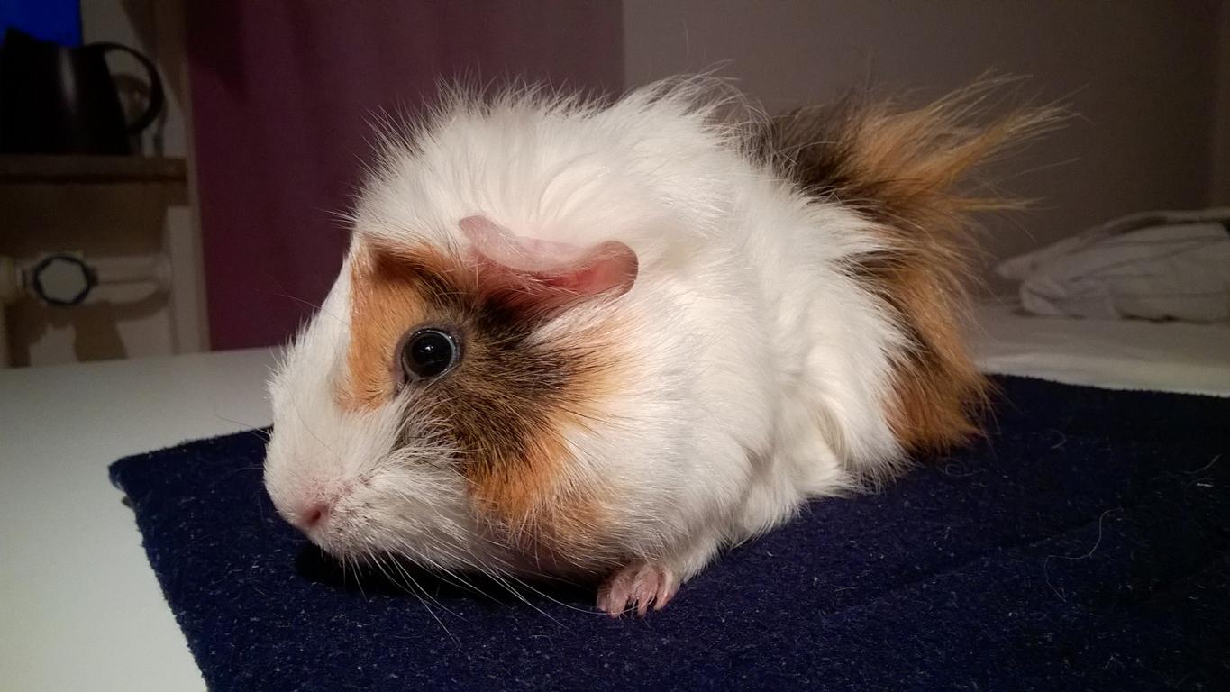 Robbie2