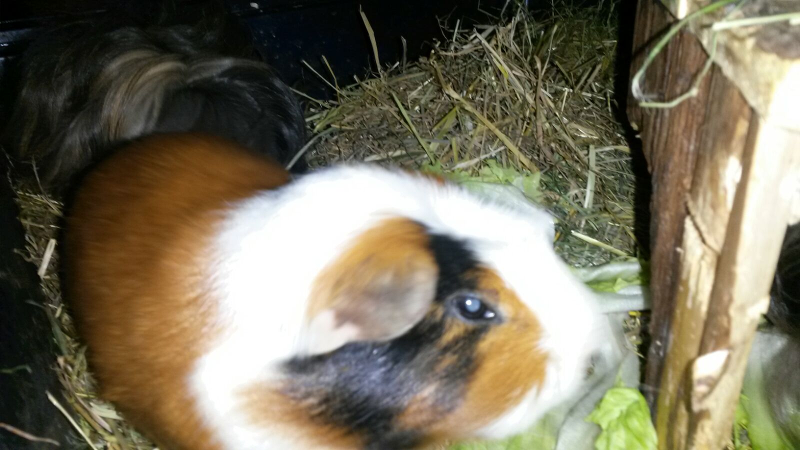 3erBeisser_Browny_Blacky