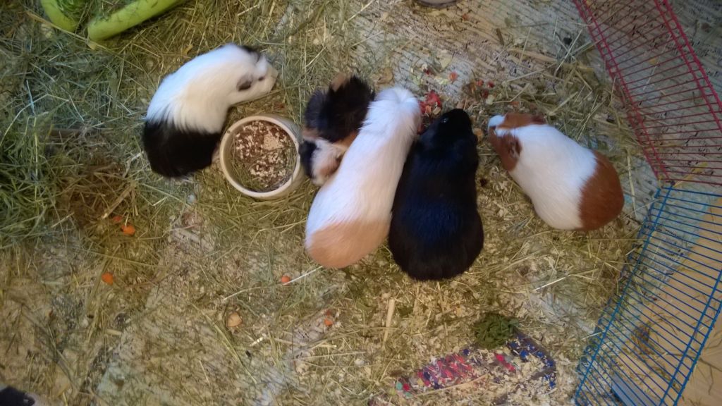 In_der_Gruppe_frisst_sich_besser