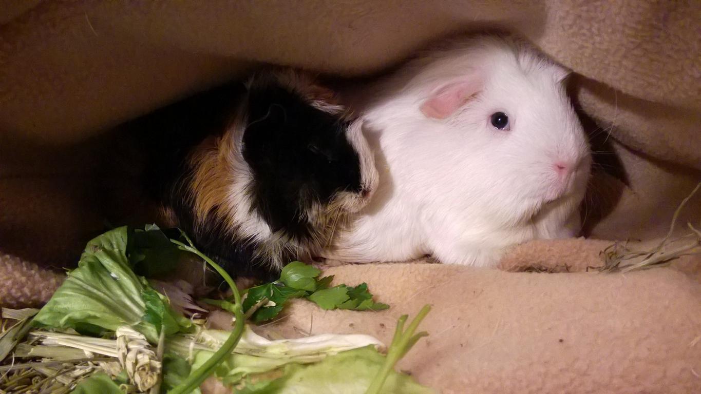 Kuscheln_mit_Cinder