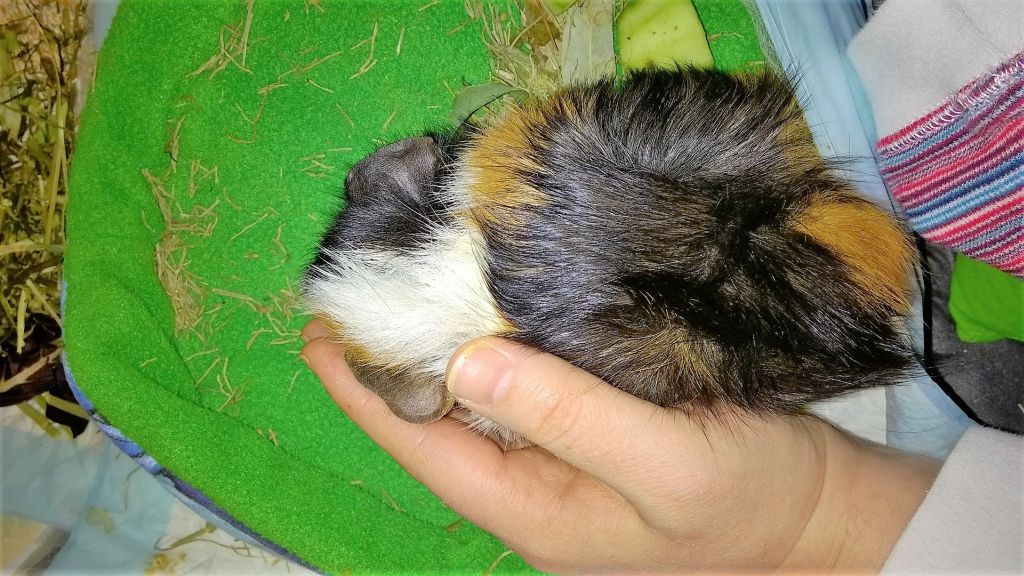 ReinkuschelnandieHand