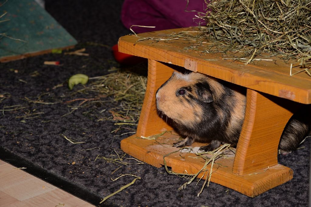 Speedy2