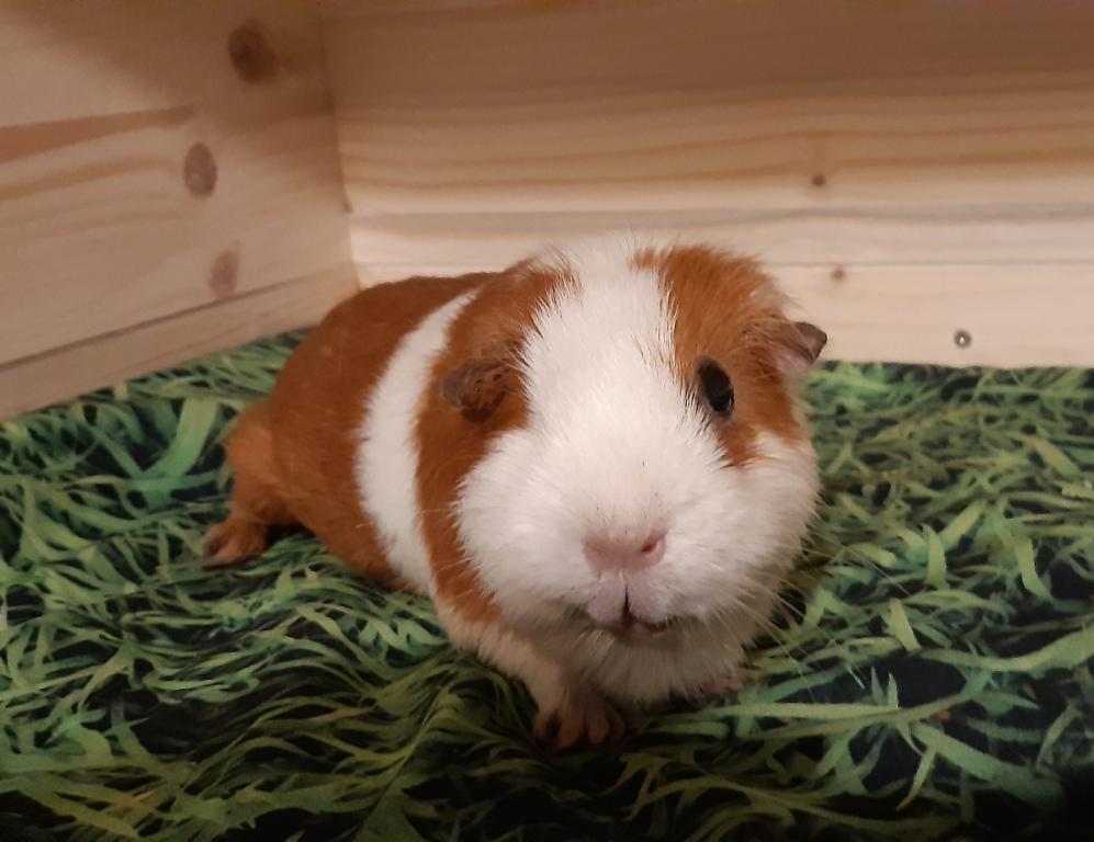 Brownie19110201.jp2