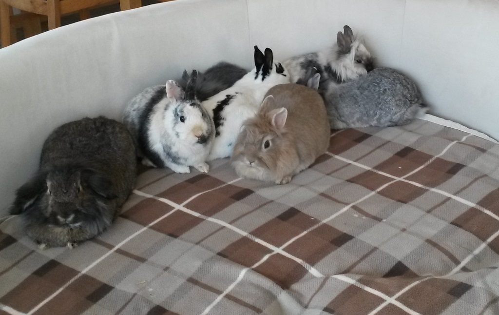 bunte-Truppe