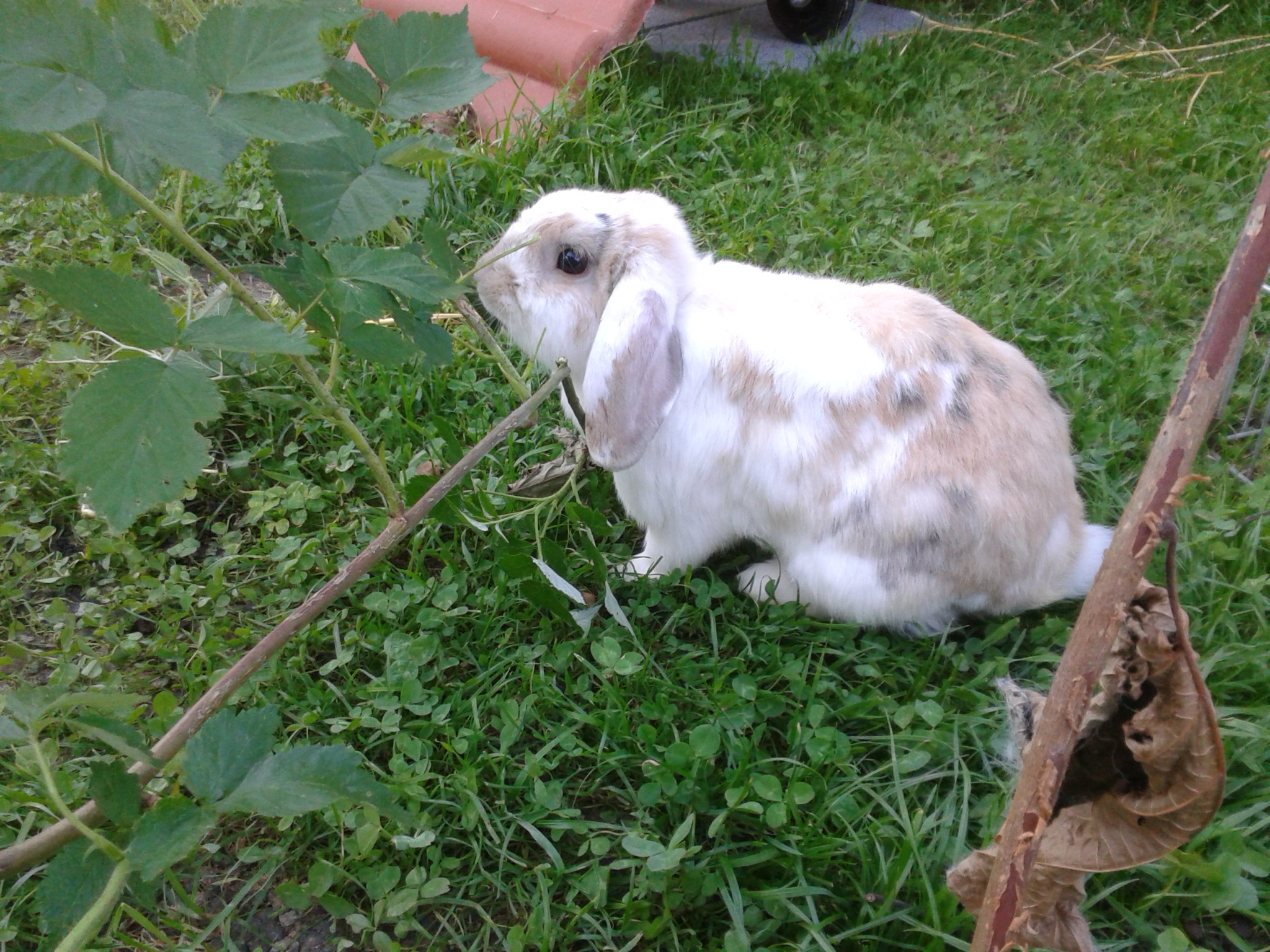 Barney1