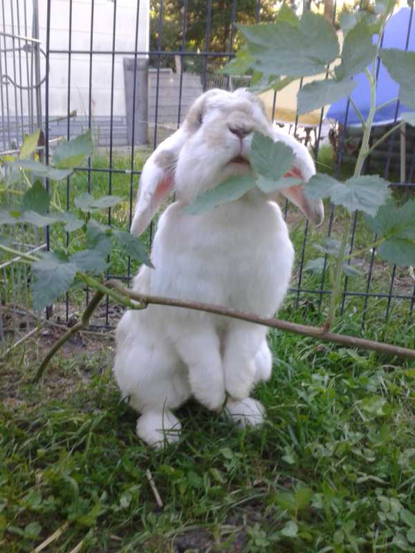 Barney2016-08-13