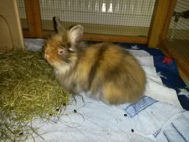 Lucia-1
