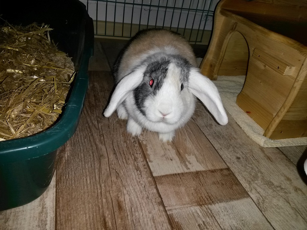 Babsi-2-12102017