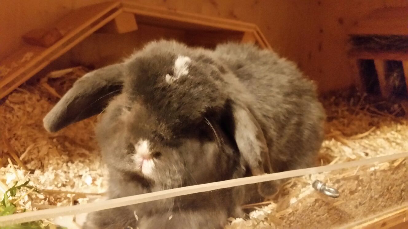 Joschi4 Joschi4