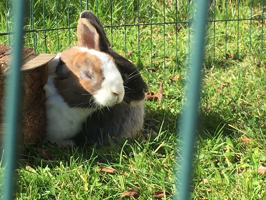 Penelope-Rowdy