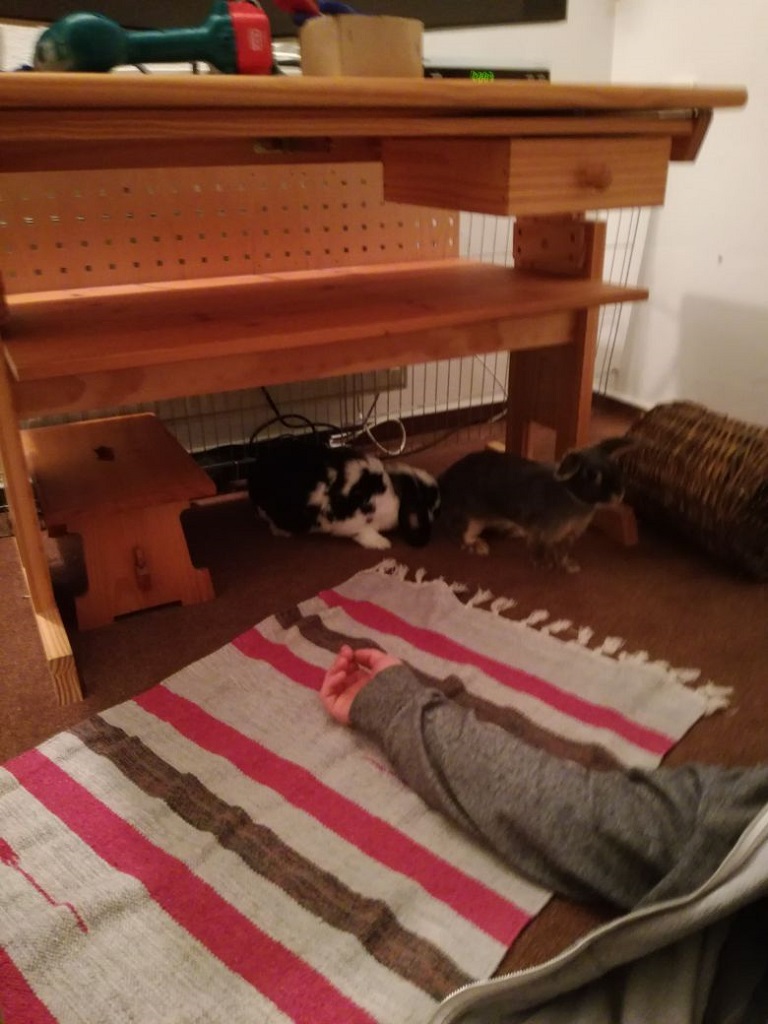 Zuki-Gismo2