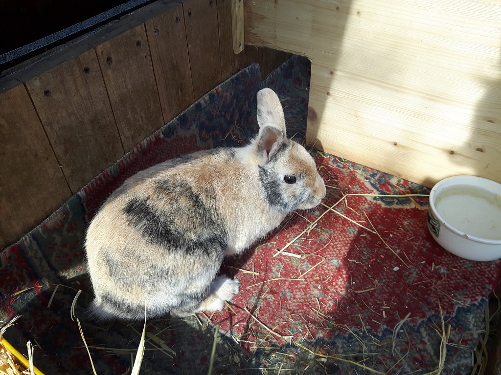 filou-1