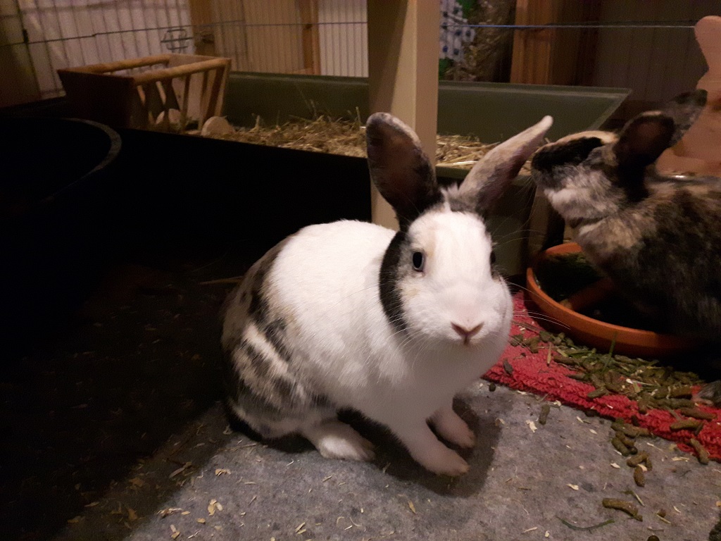 Fiona-1