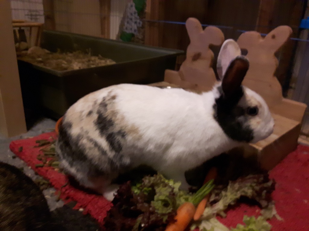 Fiona-2