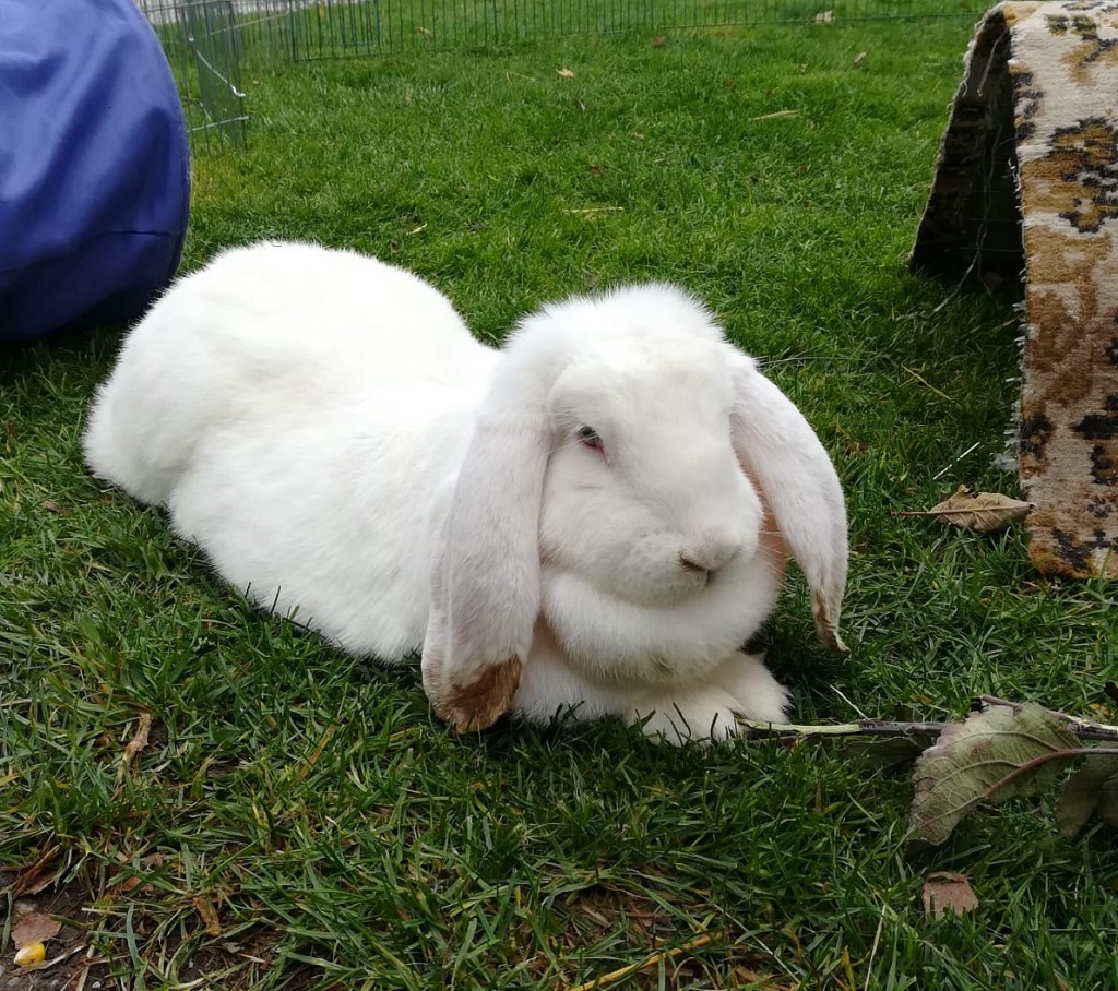 Fiona2-03112018 Fiona2-03112018