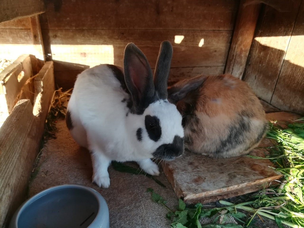 Fritzi-Keks-2-290518