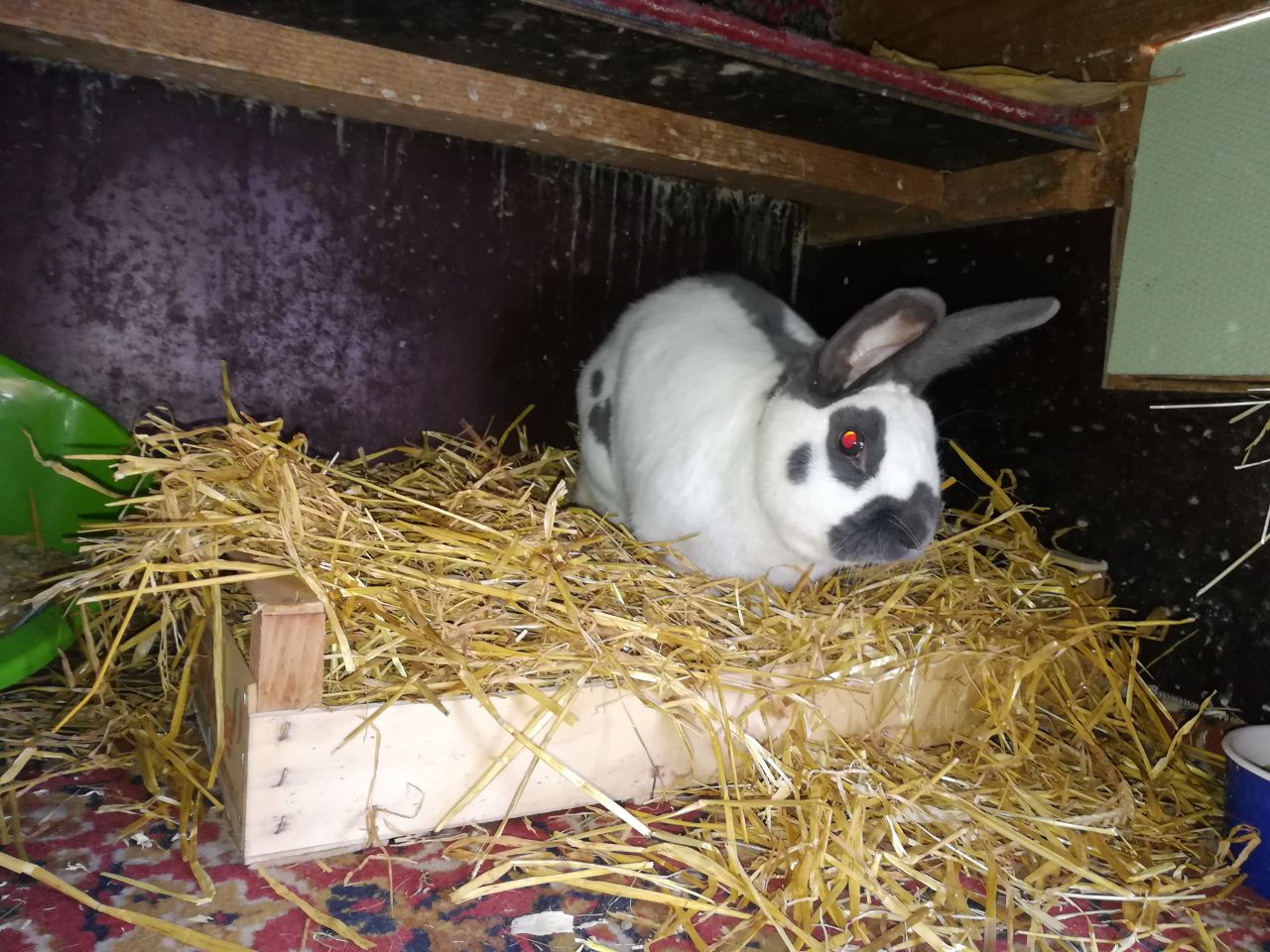 Fritzi1803041