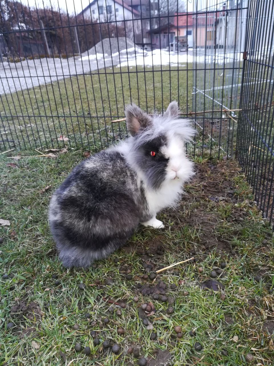 Maedi1803072 Maedi1803072