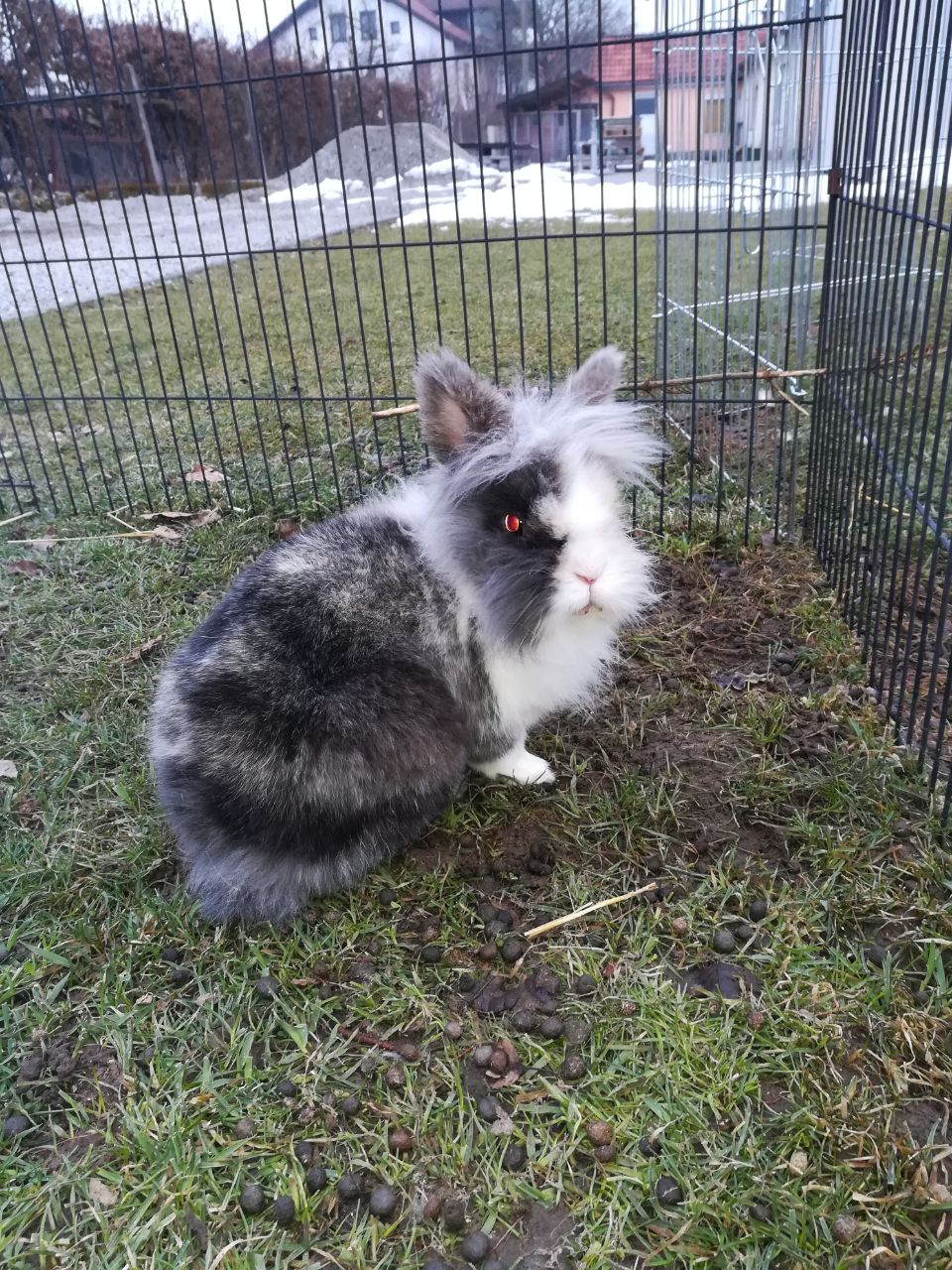 Maedi1803073 Maedi1803073