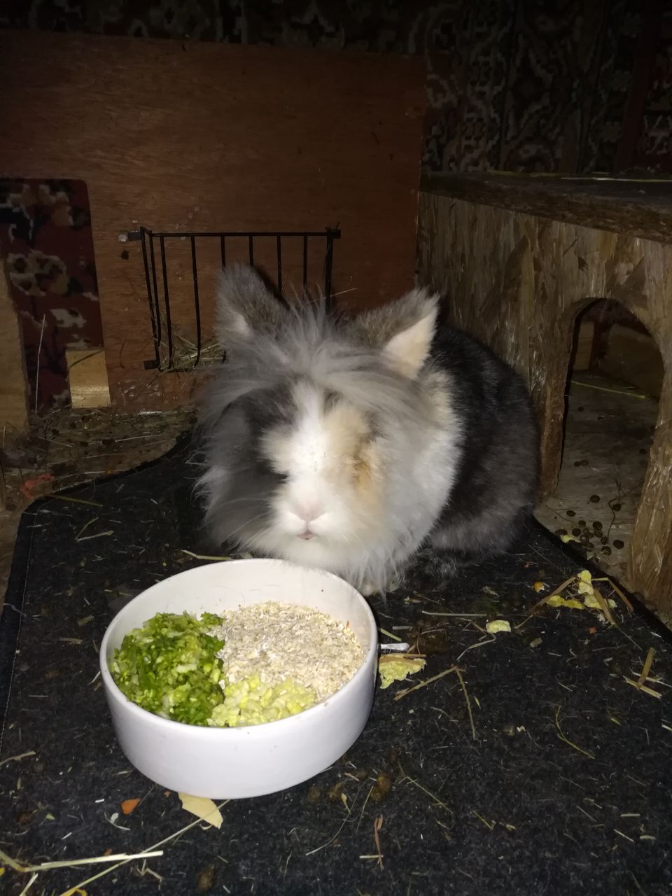 Maedi1803075 Maedi1803075