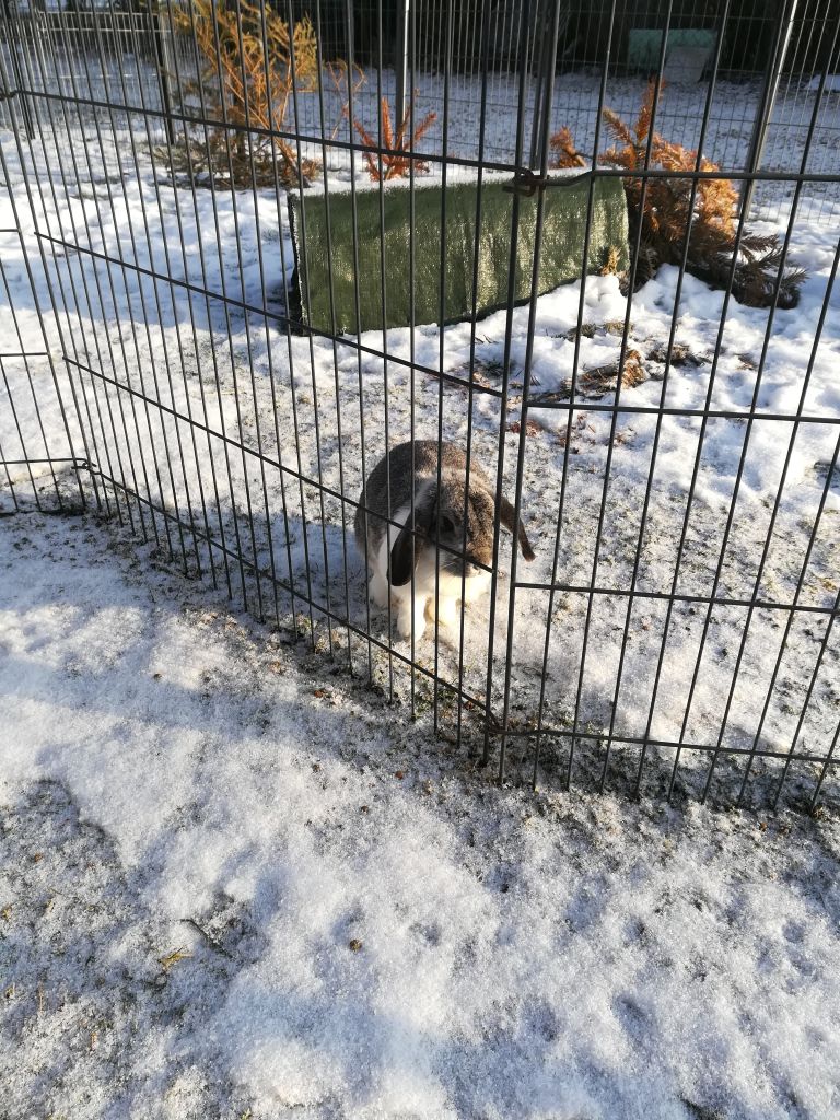 Nelli1803041