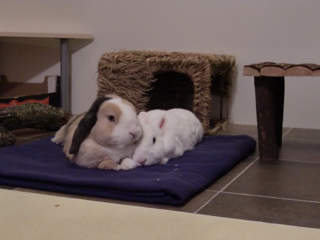 MLKuschelzeit15