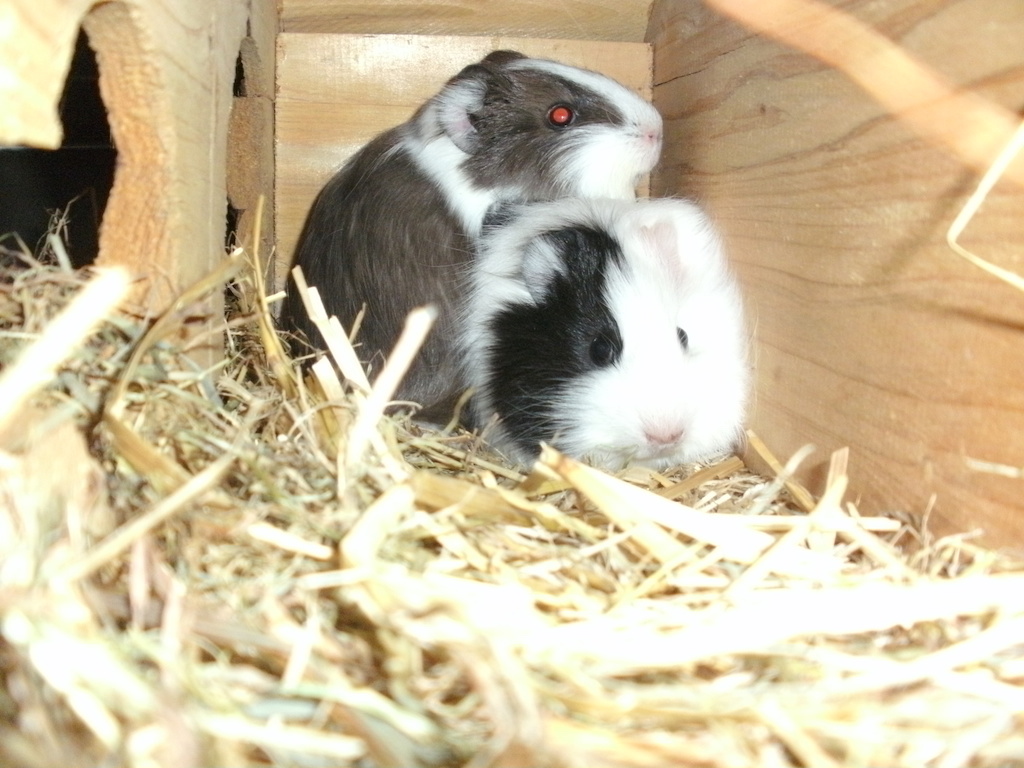 Waldmeerschweinchen 009