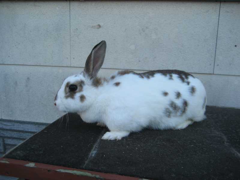 Heidi