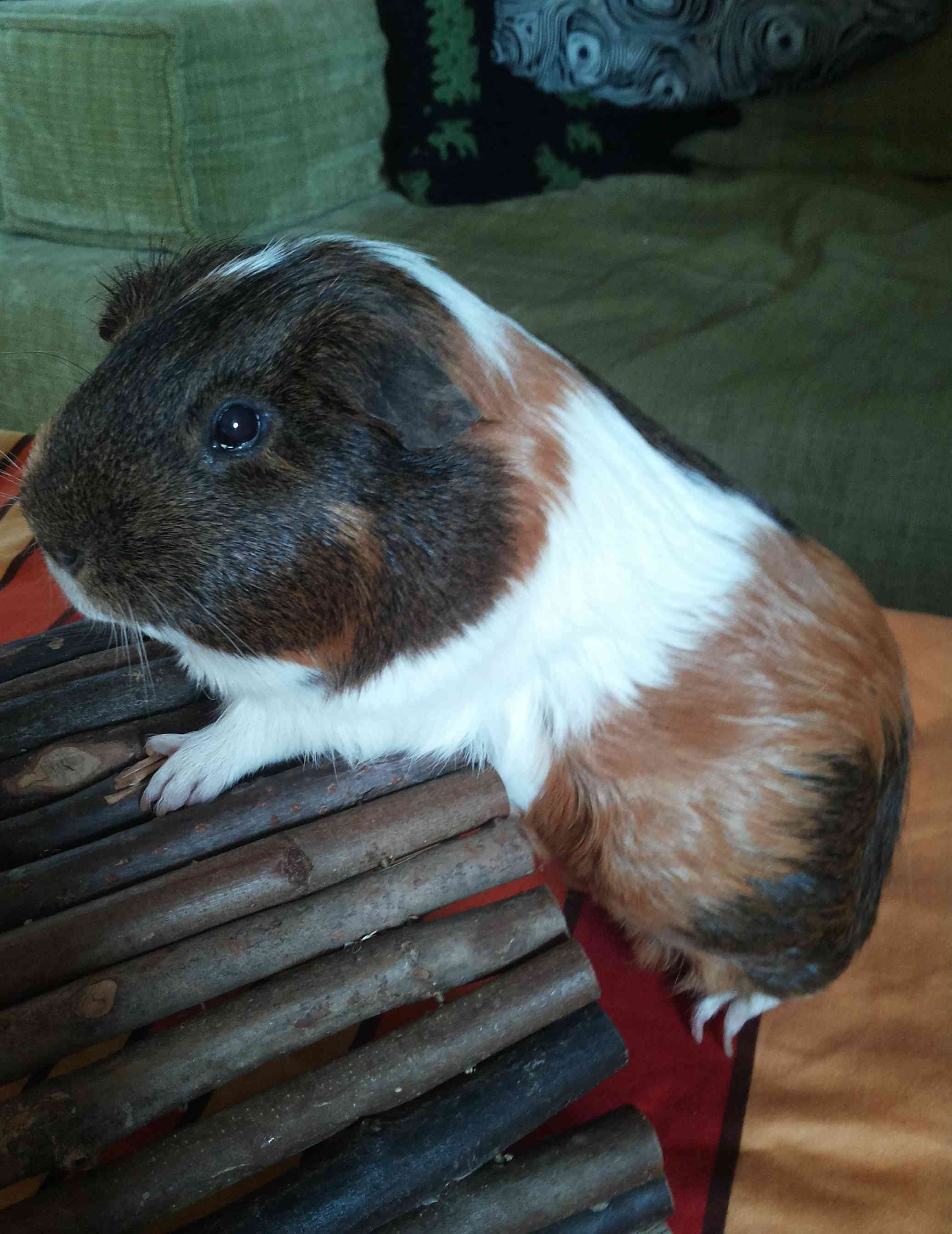 Clyde