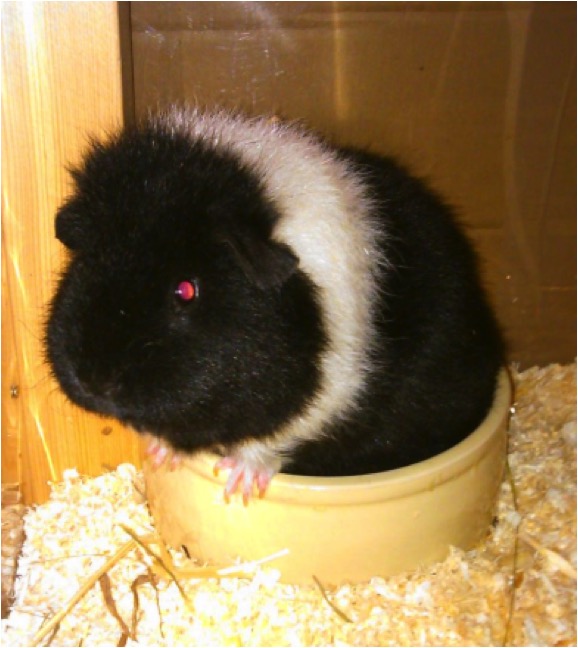 Schweinehitze508