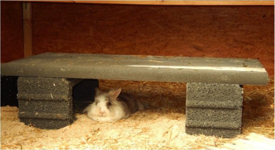 Schweinehitze510