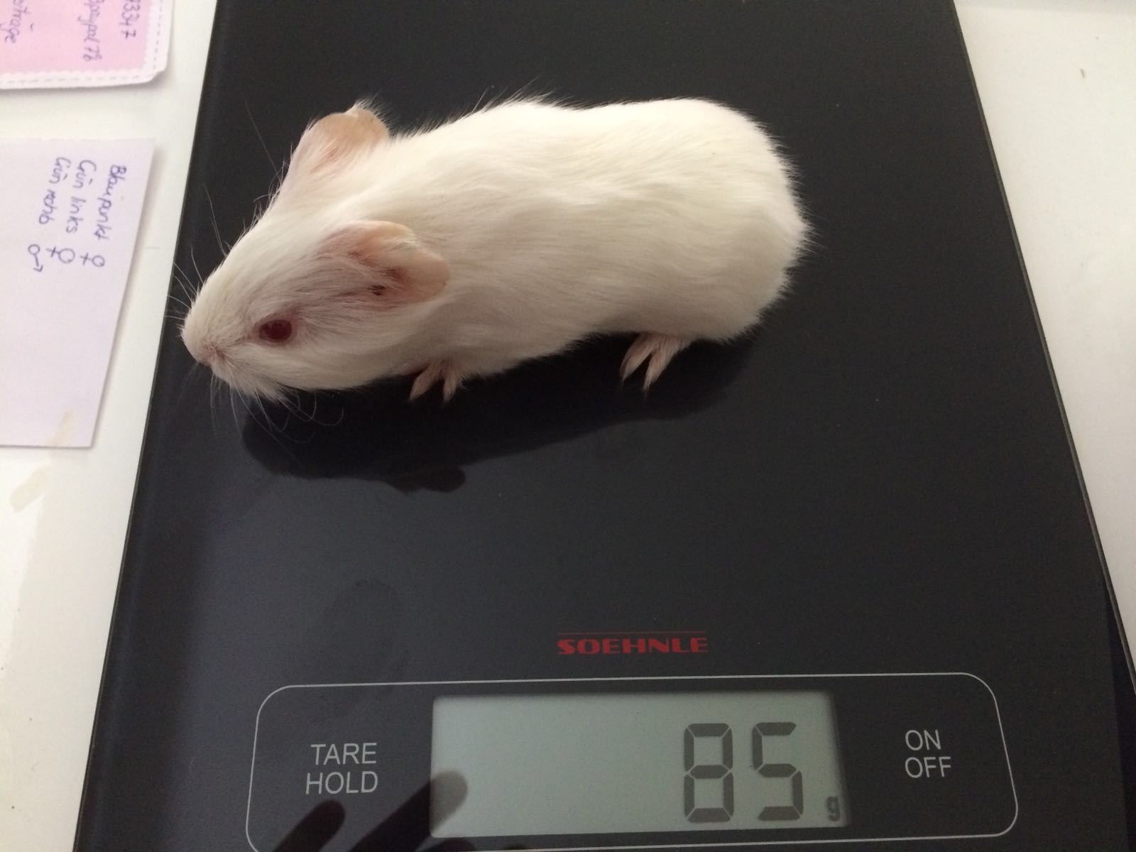 Baby6