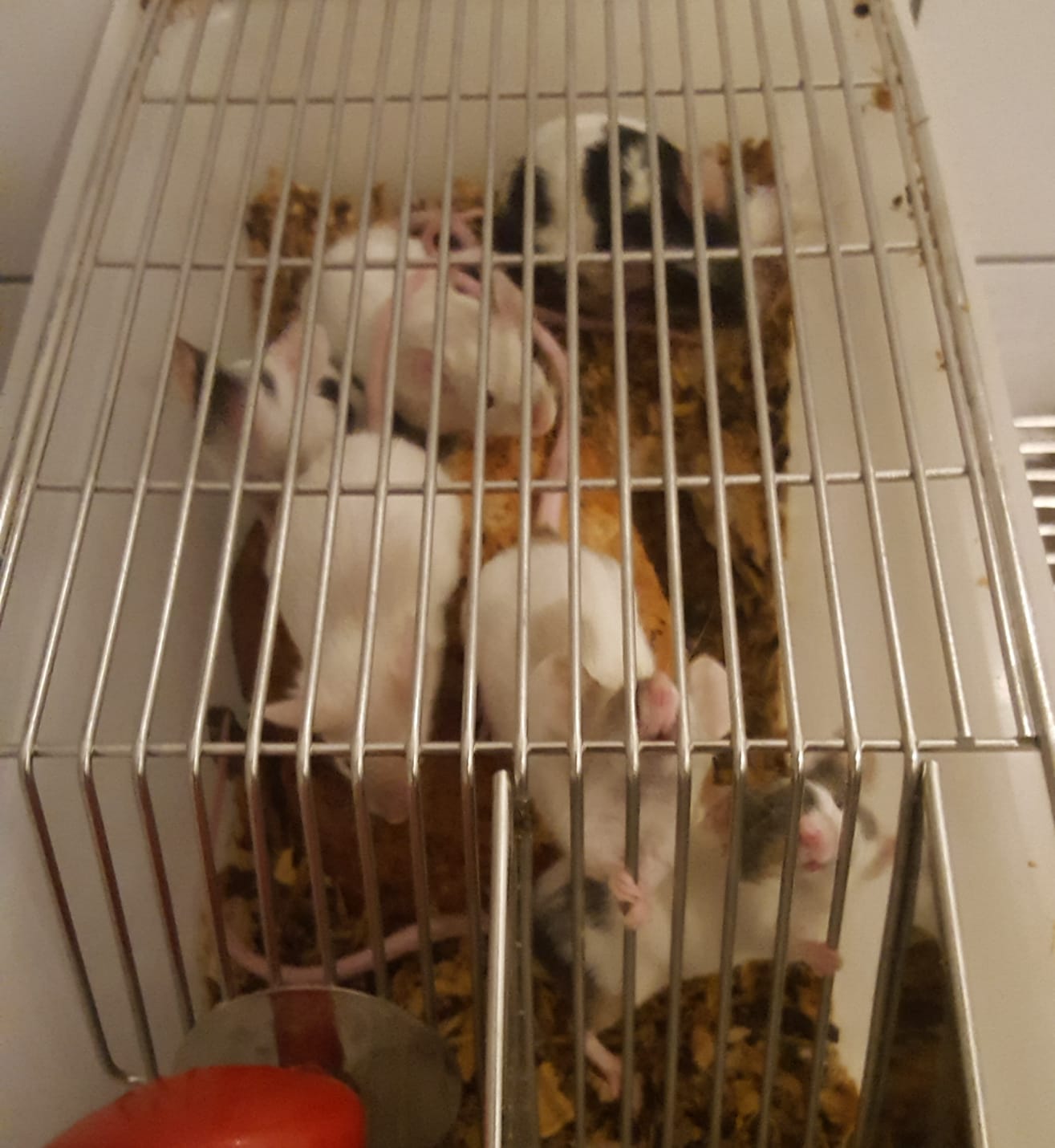 IMG18071904